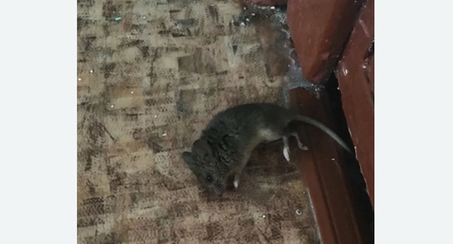 Дезинфекция от мышей в Ульяновске
